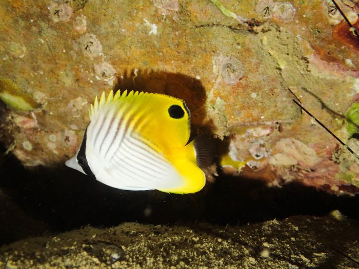 Chaetodon auriga