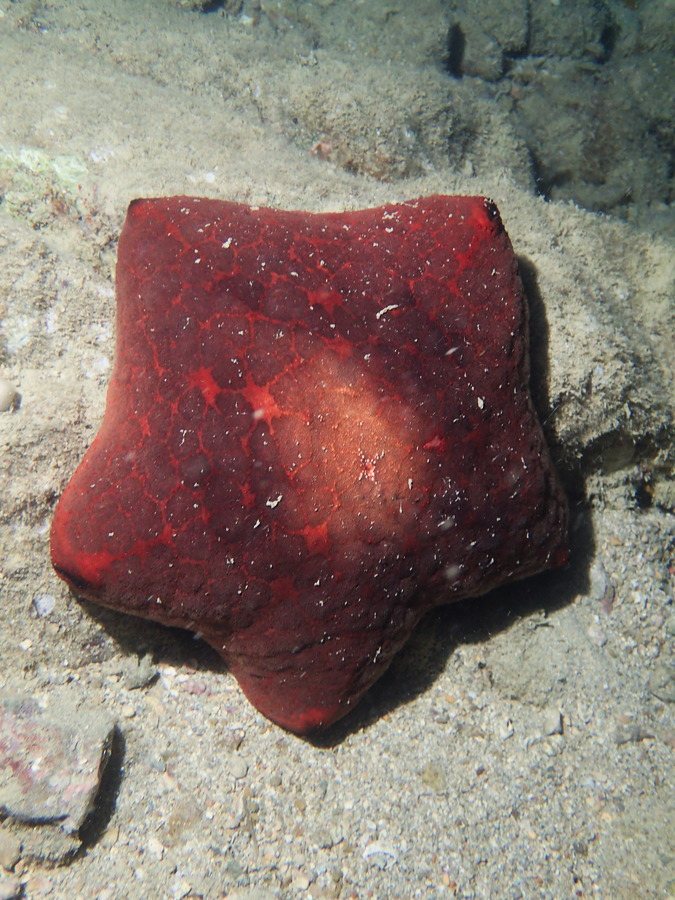 Culcita novaeguineae