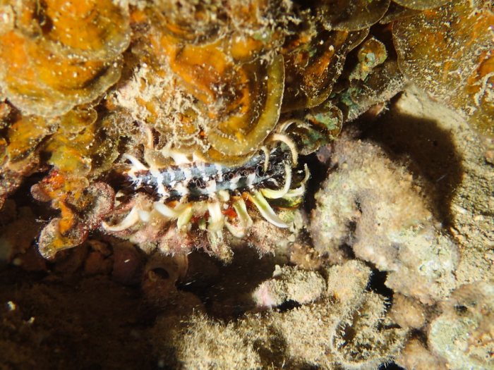 Bivalve