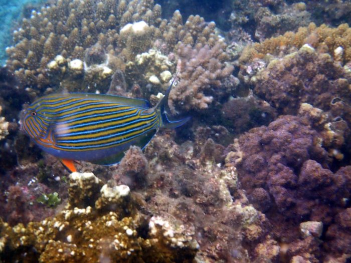 Acanthurus lineatus