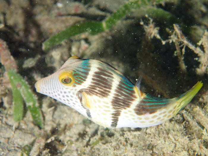 Canthigaster valentini