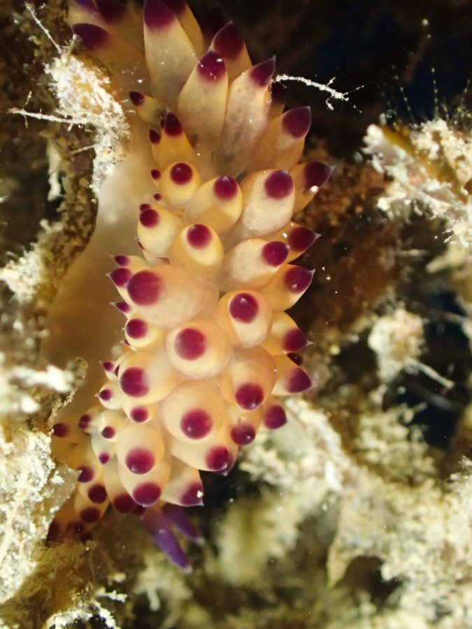 Janolus sp.