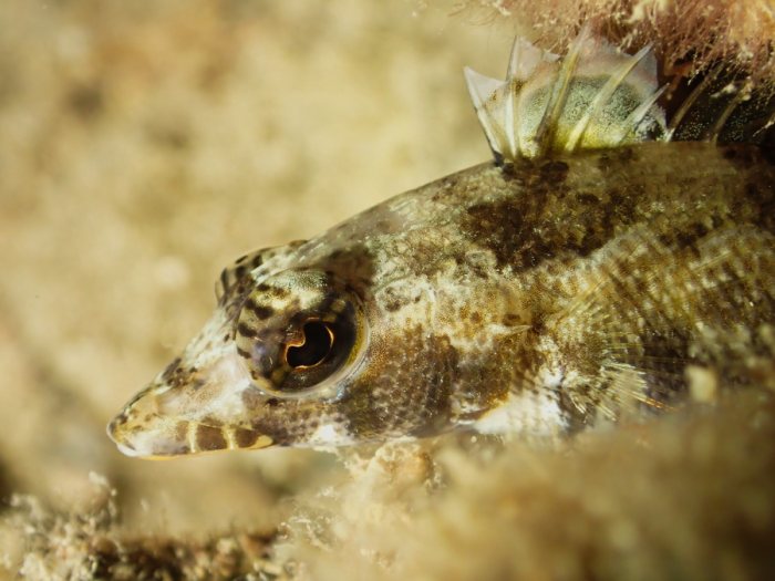 Poissons osseux
