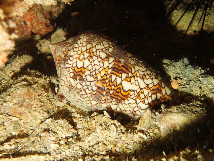 Mollusques
