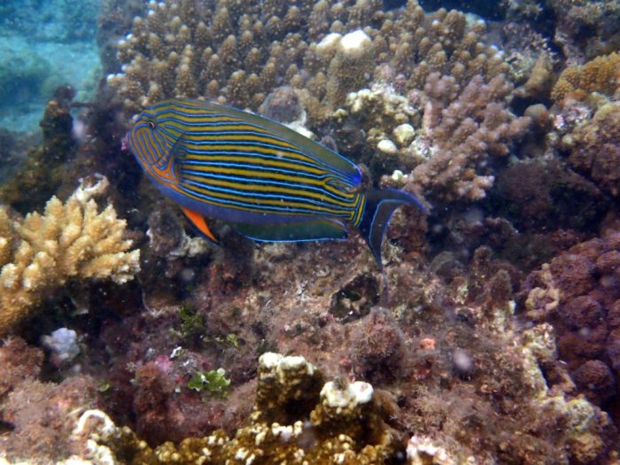 Acanthurus lineatus