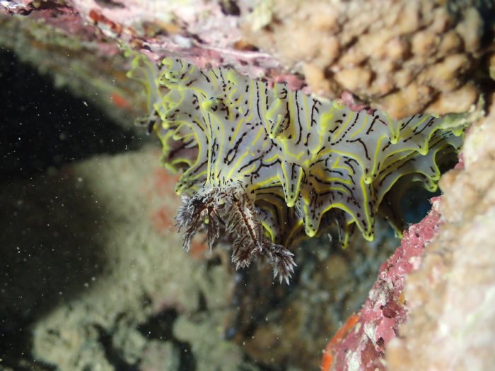 Halgerda willeyi