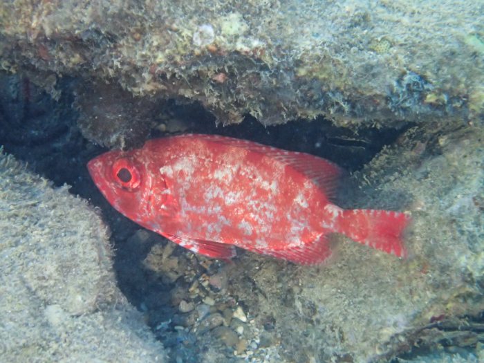 Priacanthus hamrur