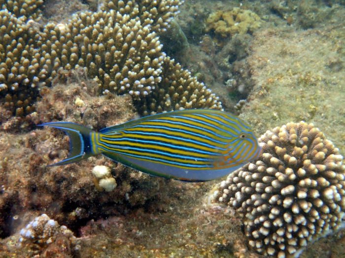 Acanthurus lineatus