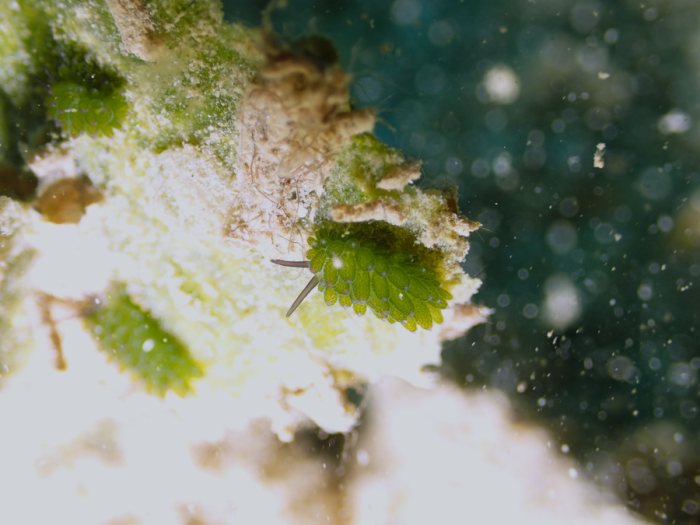 Costasiella sp1