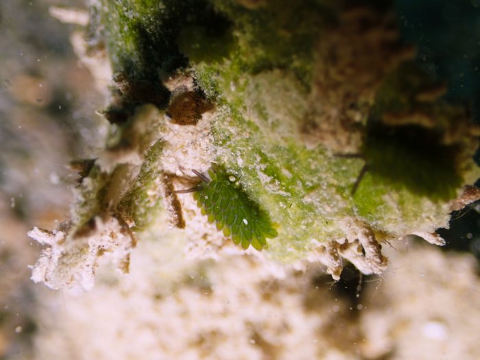 Costasiella sp1