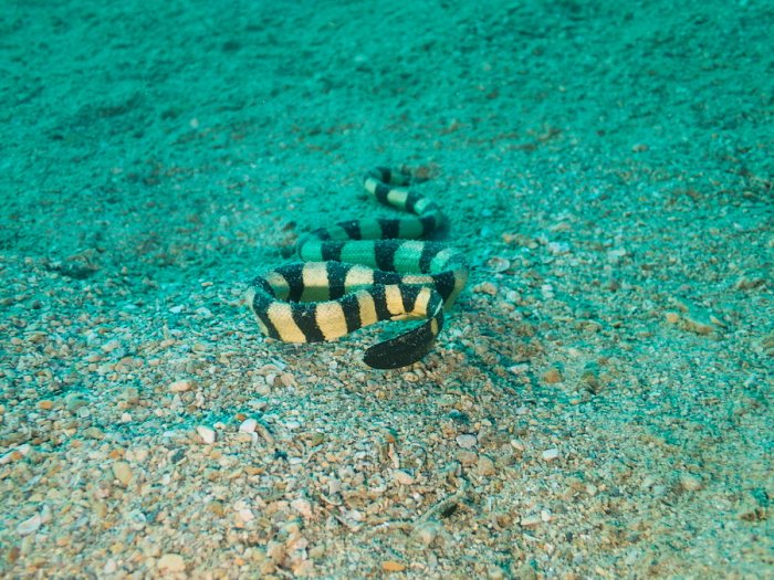Serpent marin
