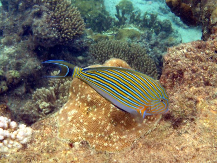 Acanthurus lineatus