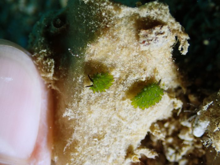 Costasiella sp1