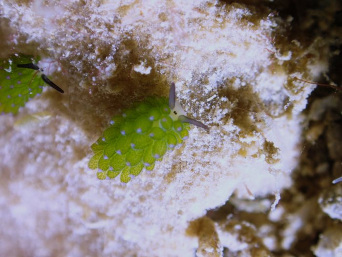Costasiella sp1