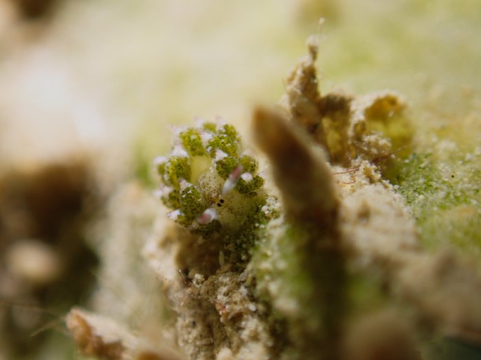 Costasiella sp2