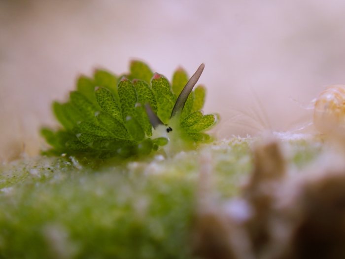 Costasiella sp1