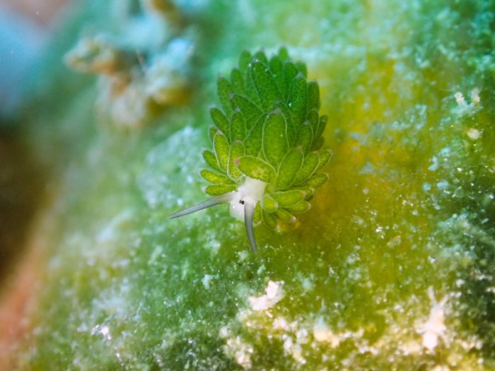 Costasiella sp1