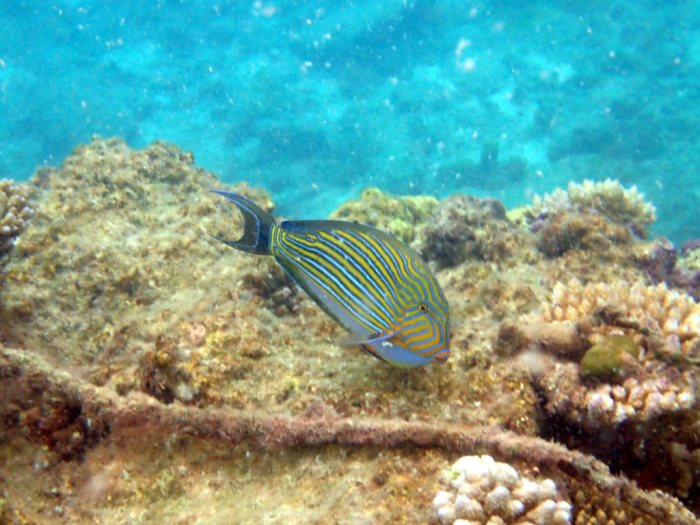 Acanthurus lineatus