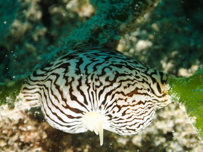 Anémone de mer