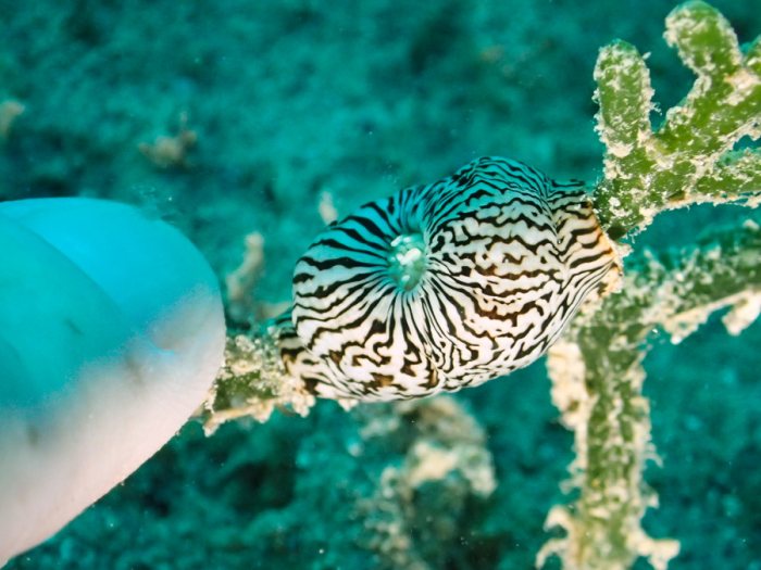 Anémone de mer