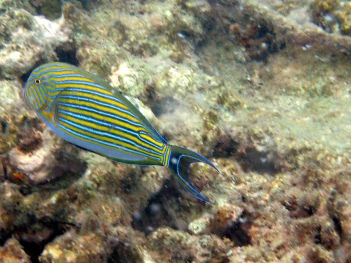 Acanthurus lineatus