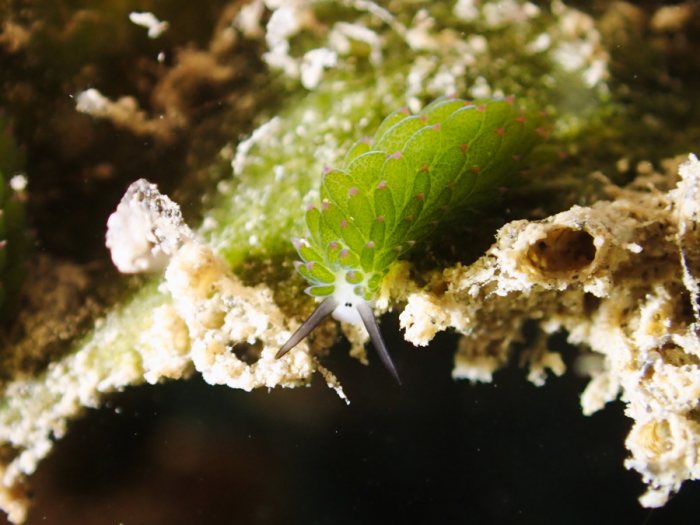 Costasiella sp1