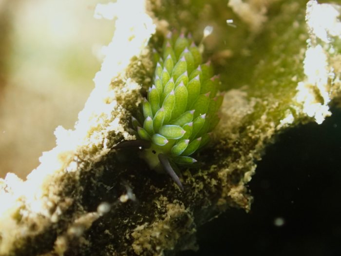 Costasiella sp1