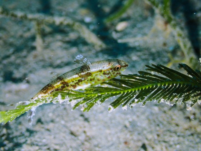 Poissons osseux