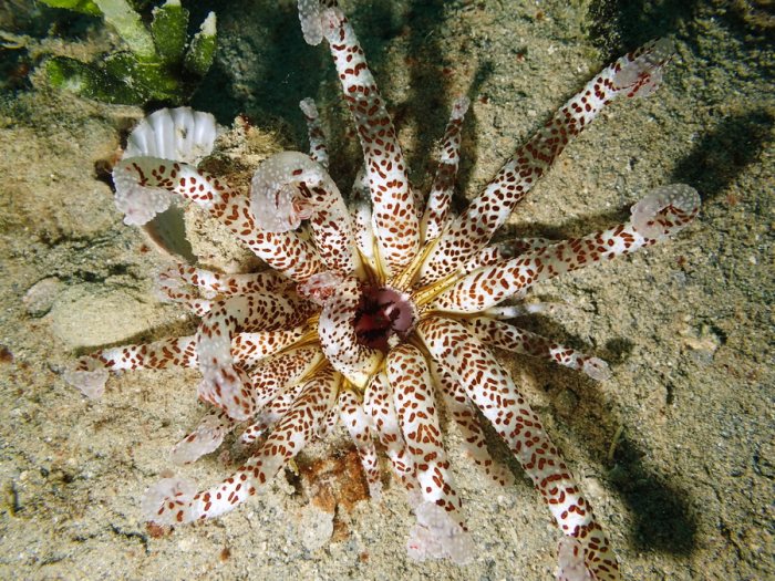Anémone de mer