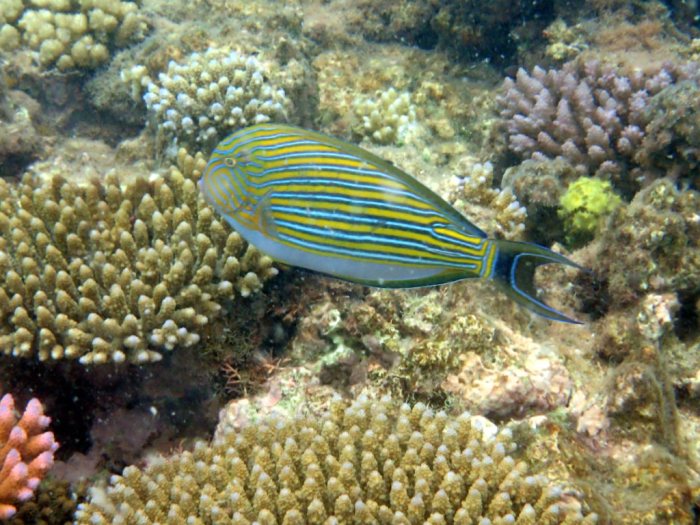 Acanthurus lineatus