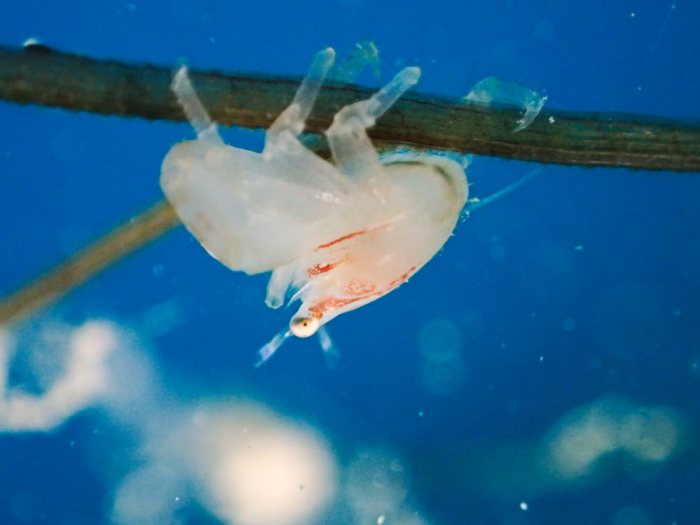Crabe