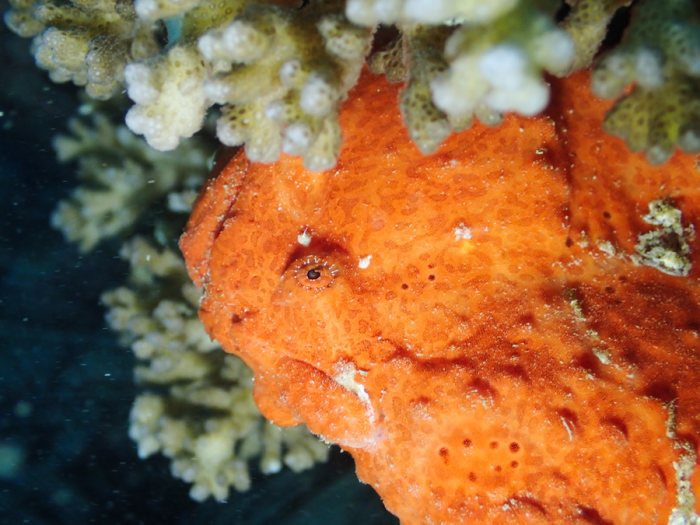 Antennarius commerson