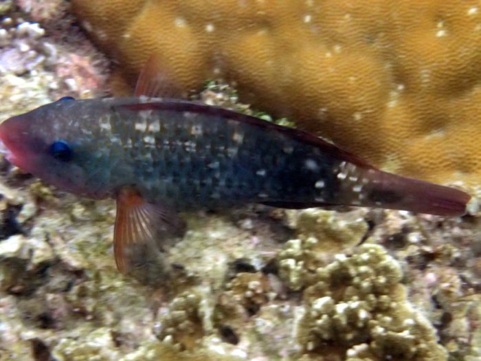 Poissons osseux