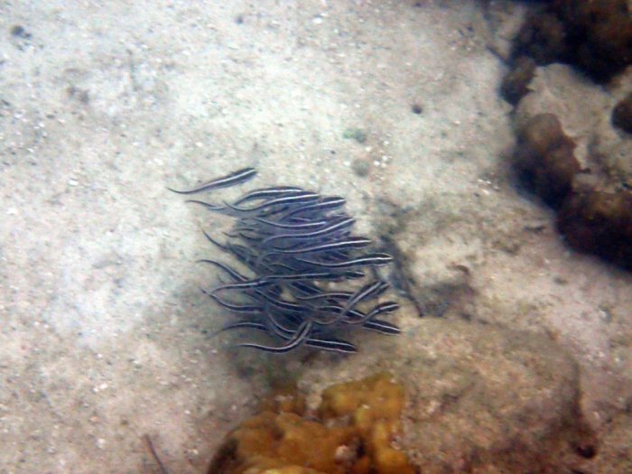 Plotosus lineatus