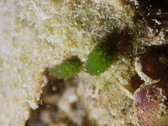 Costasiella sp1