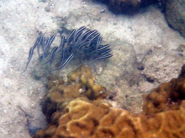 Plotosus lineatus