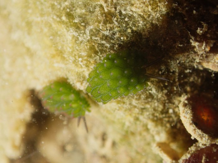 Costasiella sp1