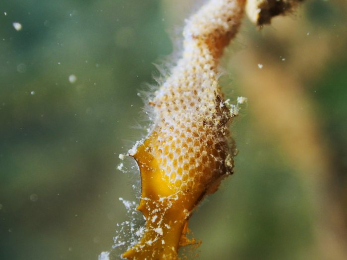 Bryozoaires encroûtants