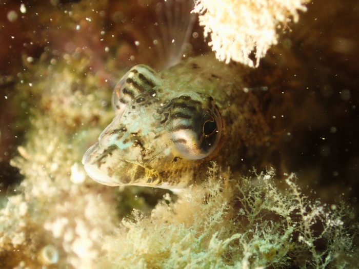 Parapercis australis