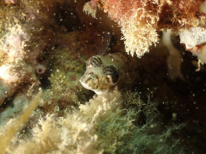 Parapercis australis