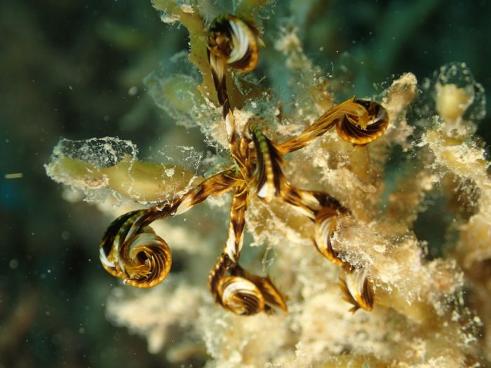 Crinoïde