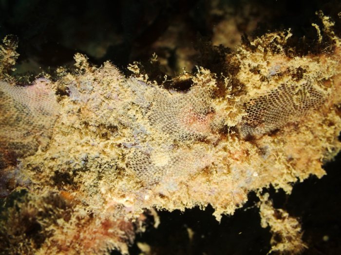 Bryozoaires encroûtants