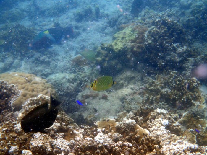 Chaetodon rafflesi