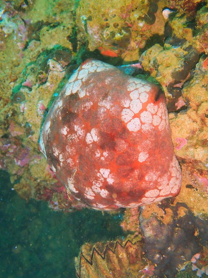 Culcita novaeguineae