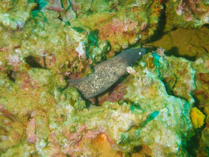 Gymnothorax thyrsoideus