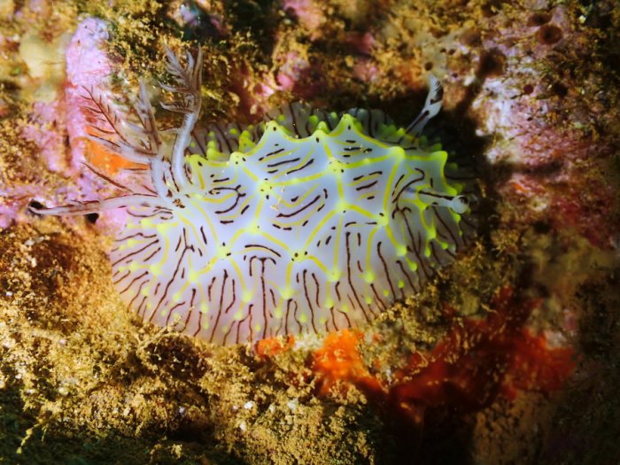 Halgerda willeyi