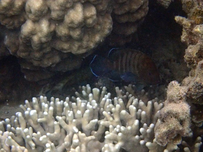 Cephalopholis boenak