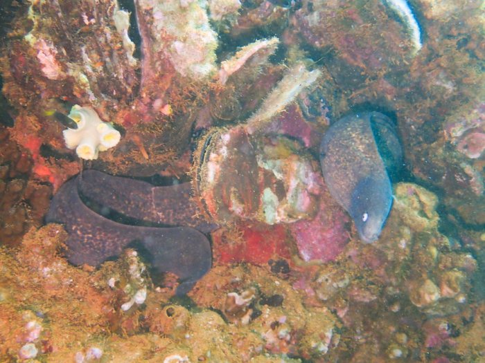 Gymnothorax thyrsoideus