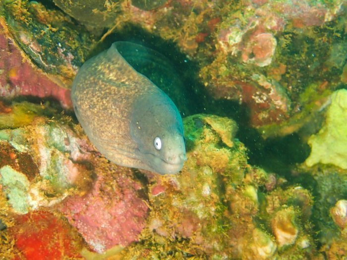 Gymnothorax thyrsoideus