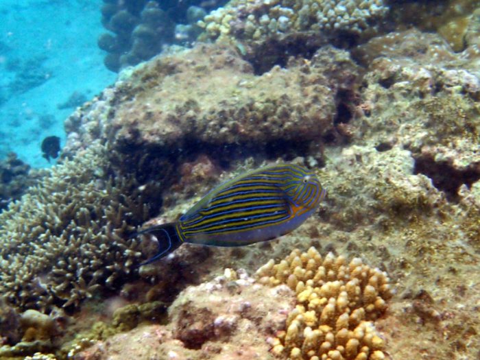 Acanthurus lineatus